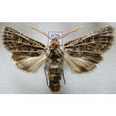 Tholera decimalis (Poda, 1761) Czech92b